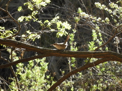 Tarphonomus certhioides