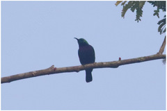 Cinnyris bifasciatus