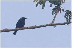 Cinnyris bifasciatus