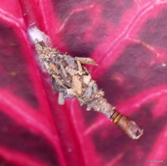 Brachycyttarus griseus