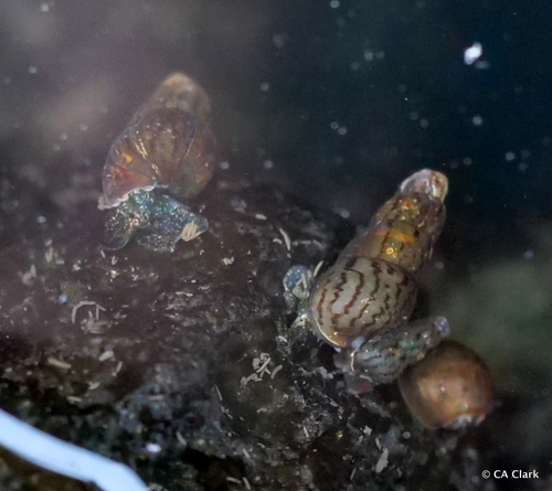 Lymnaea observed 2019-10-20