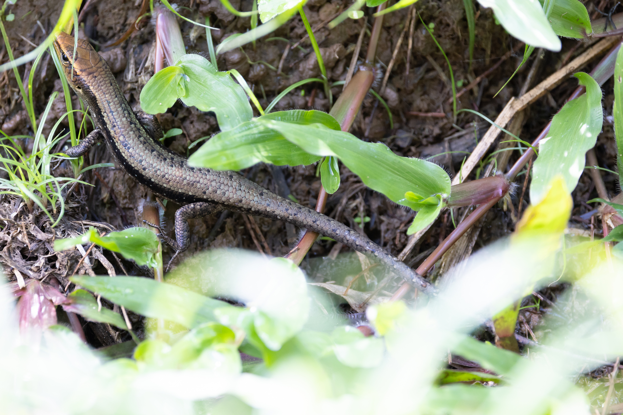 Obscure Emo Skink photo 6