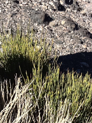 Ephedra torreyana