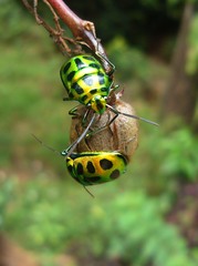 Chrysocoris stockerus