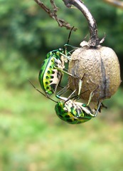 Chrysocoris stockerus