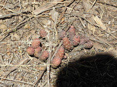 Tephrocactus verschaffeltii