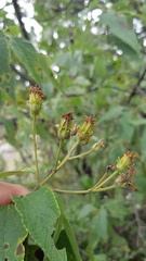 Dendroviguiera quinqueradiata