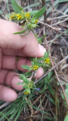 Melampodium sericeum