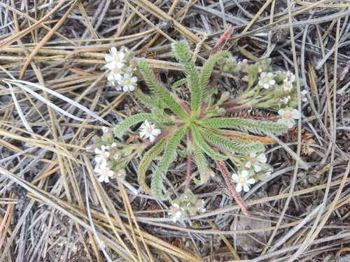 silverhair mousetail (Ivesia argyrocoma)
