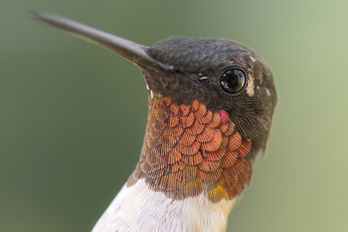 Ruby-throated Hummingbird photographed in Virginia
