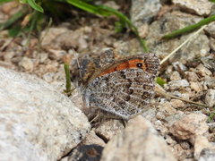 Erebia tyndarus