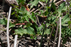 Battus polydamas psittacus