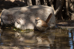 Scelorchilus albicollis