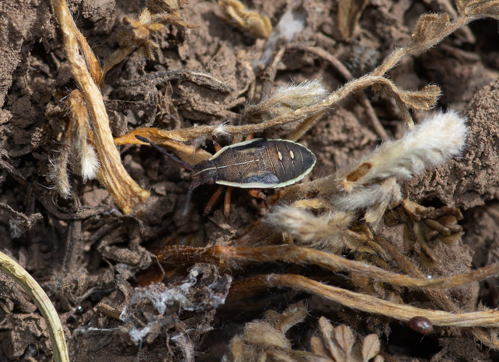 Eldarca haematomera