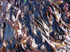 Sarcothalia crispata