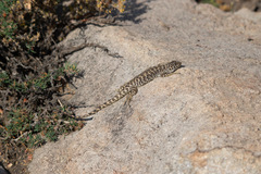 Liolaemus leopardinus