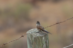 Leptasthenura aegithaloides