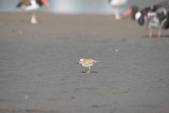 Charadrius collaris