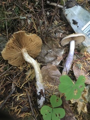 Cortinarius seidliae