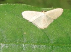 Lophophleps triangularis