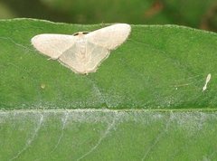 Lophophleps triangularis