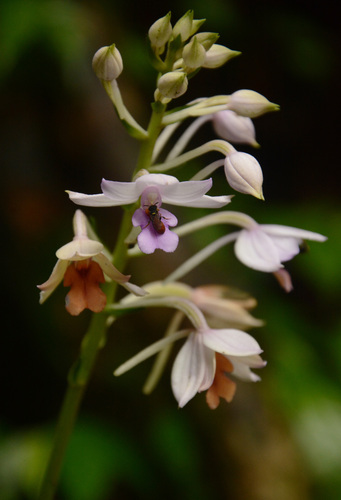 Masuca Christmas Orchid (Calanthe masuca)