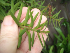 Podocarpus laetus × Podocarpus totara