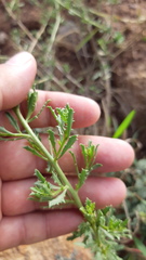 Isocoma hartwegii
