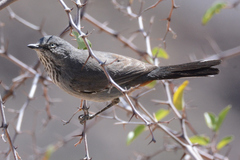 Curruca subcoerulea cinerascens