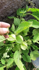 Physalis nicandroides