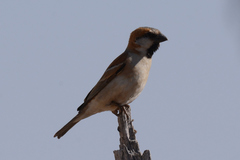 Passer motitensis motitensis