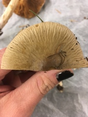 Cortinarius seidliae