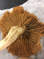 Cortinarius seidliae