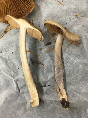 Cortinarius seidliae