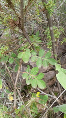 Bursera palmeri
