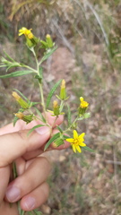 Trixis angustifolia