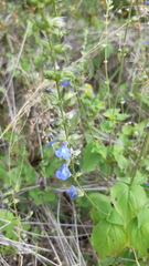 Salvia leptostachys