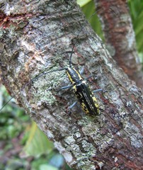 Macrochenus tigrinus