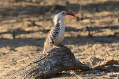 Tockus damarensis