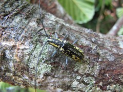 Macrochenus tigrinus