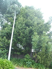 Podocarpus laetus × Podocarpus totara