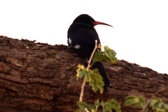 Phoeniculus damarensis