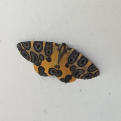 Pantherodes pardalaria