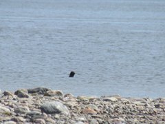 Pusa hispida hispida