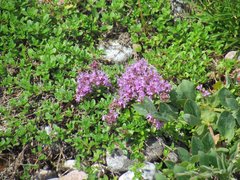 Thymus subarcticus