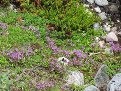 Thymus subarcticus