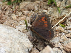 Erebia tyndarus