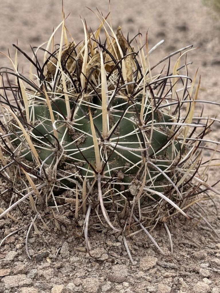 Sclerocactus whipplei, Apache County, US-AZ, US