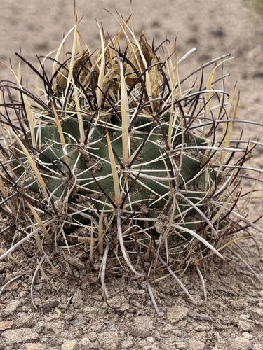 Whipple's fishhook cactus (Sclerocactus whipplei)