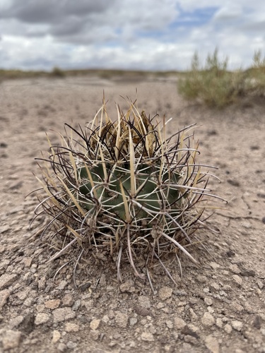 Sclerocactus whipplei